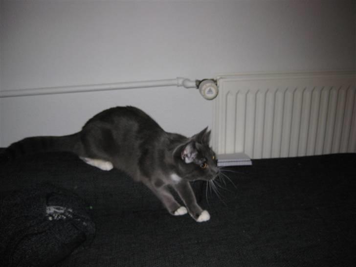 Huskat Nala billede 12