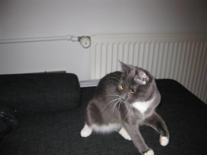 Huskat Nala billede 13