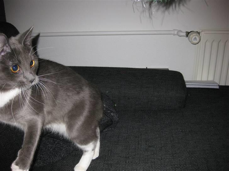 Huskat Nala billede 14