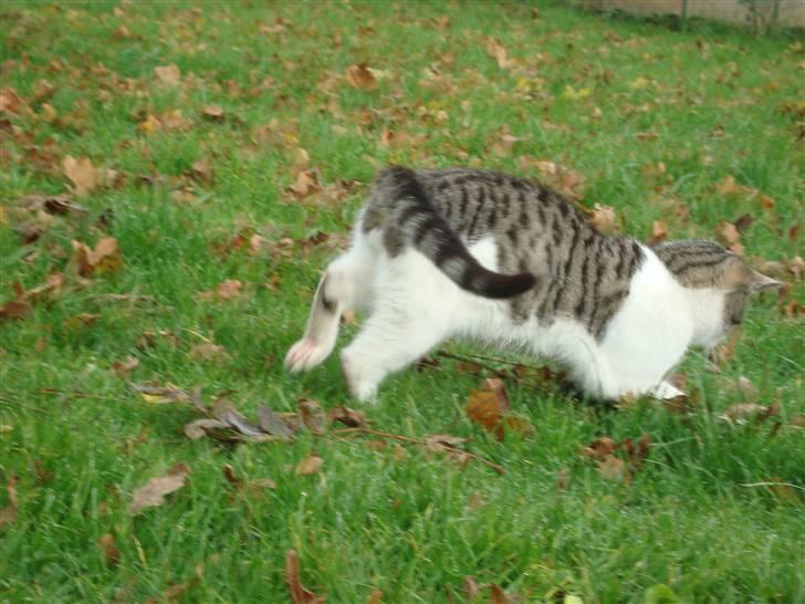 Huskat Basse billede 10