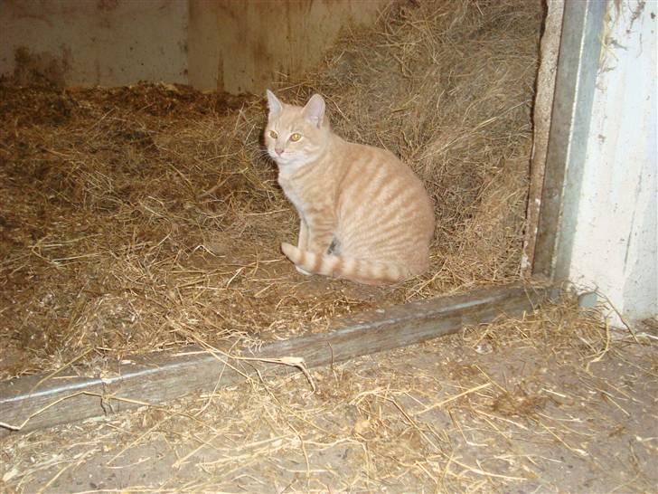 Blanding af racer Balou *RIP* billede 17