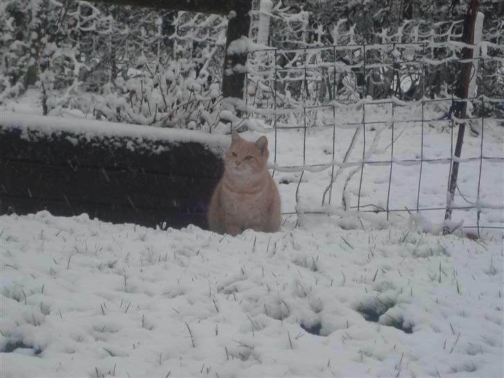 Blanding af racer Balou *RIP* billede 18