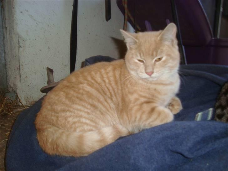 Blanding af racer Balou *RIP* billede 19