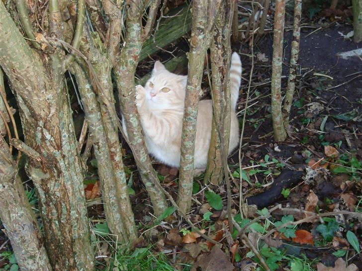 Blanding af racer Balou *RIP* billede 20