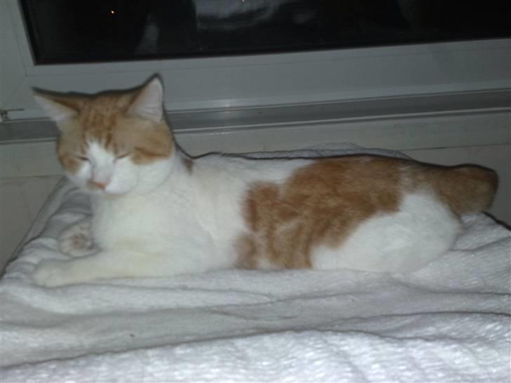 Blanding af racer Mikkel  billede 4