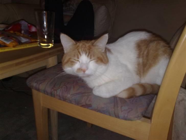 Blanding af racer Mikkel  billede 5