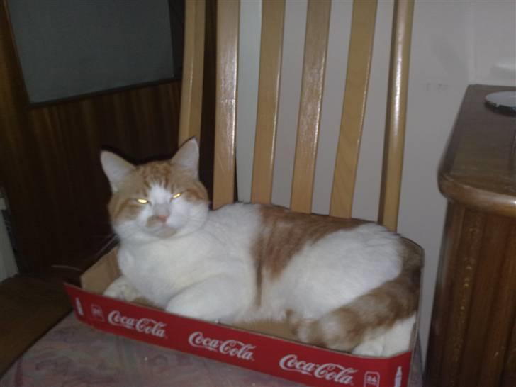 Blanding af racer Mikkel  billede 6