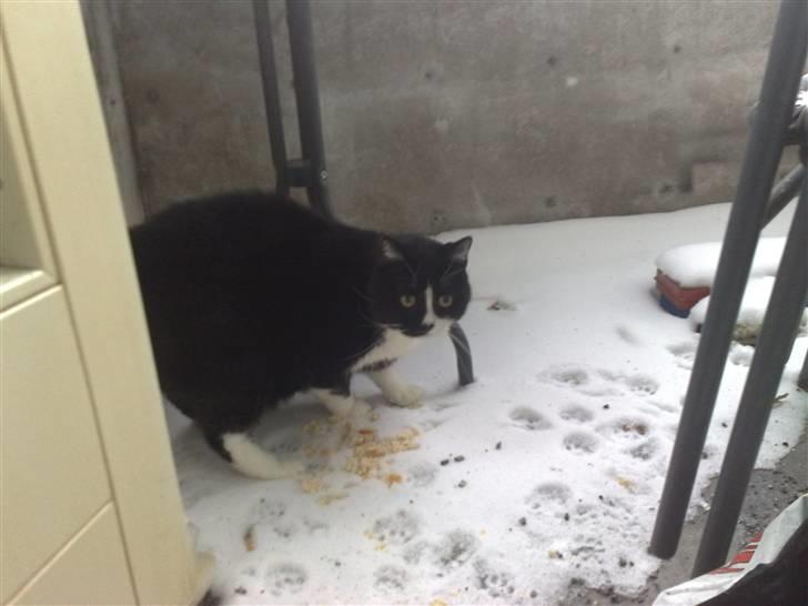 Huskat MIS - Mis møder sne, uha. billede 18