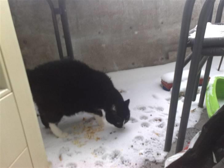 Huskat MIS - Mis på eventyr billede 19