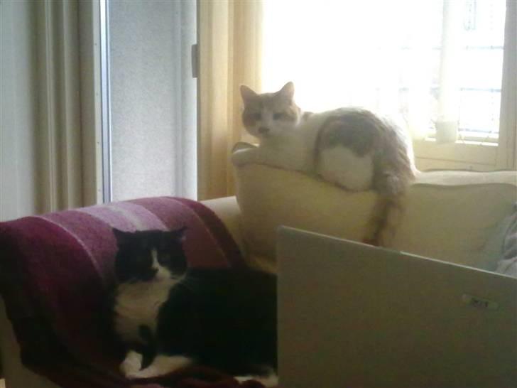 Huskat MIS billede 20