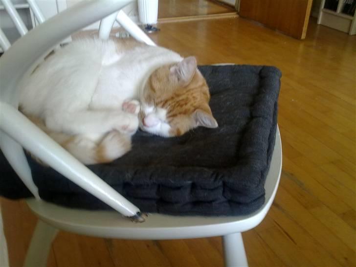 Blanding af racer Mikkel  billede 7