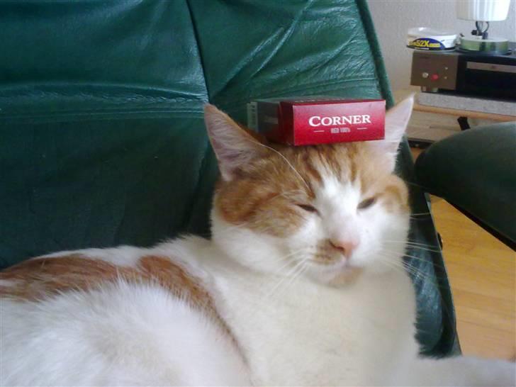 Blanding af racer Mikkel  billede 8