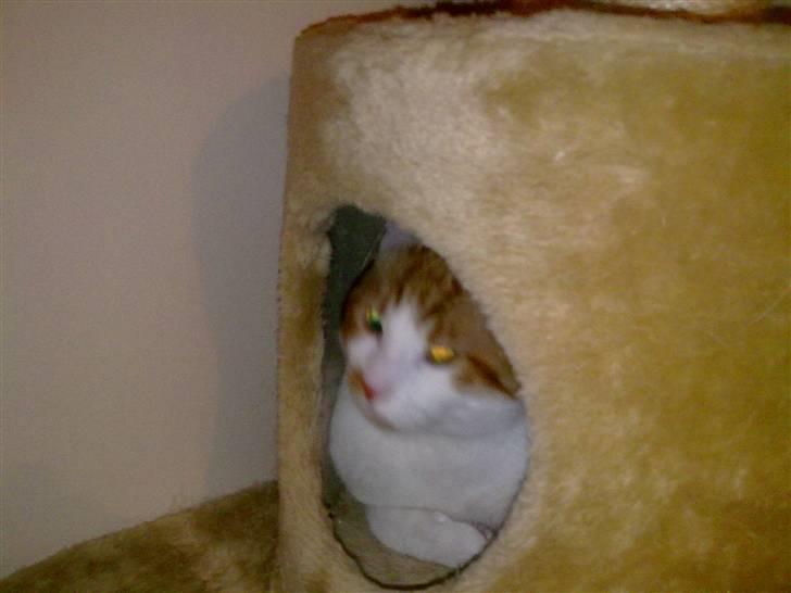 Blanding af racer Mikkel  billede 9