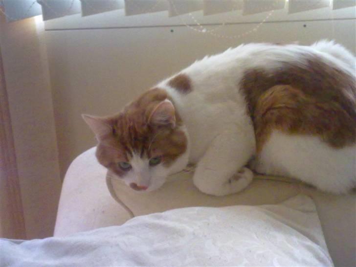 Blanding af racer Mikkel  billede 10