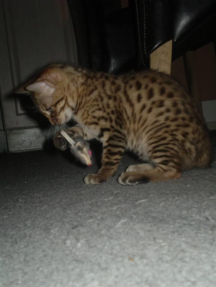 Bengal lykkekatte Melody - såååå lille mus nu skal du dø..... griner billede 1