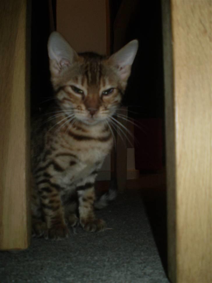 Bengal lykkekatte Melody - uhhhh moaaaar alså ikk nu jeg er træt og vil finde et godt sted og sove..... hi hi billede 2