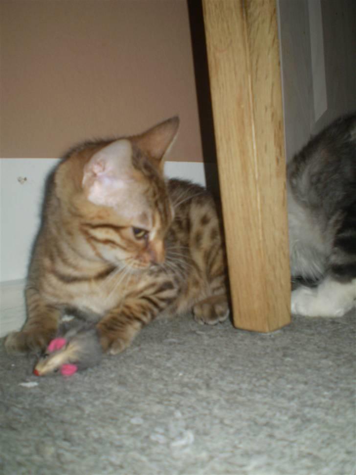 Bengal lykkekatte Melody - hey dakota smut det er min mus..... griner billede 3