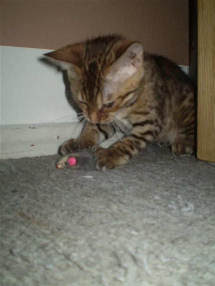 Bengal lykkekatte Melody - så lille mus nu er du færdig for jeg er lidt af et vilddyr.....ggggg billede 4