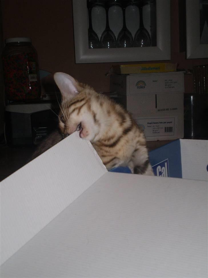 Bengal lykkekatte Melody - heeeey den kasse dufter af mad smager lige på den.... *LOOOL* billede 5