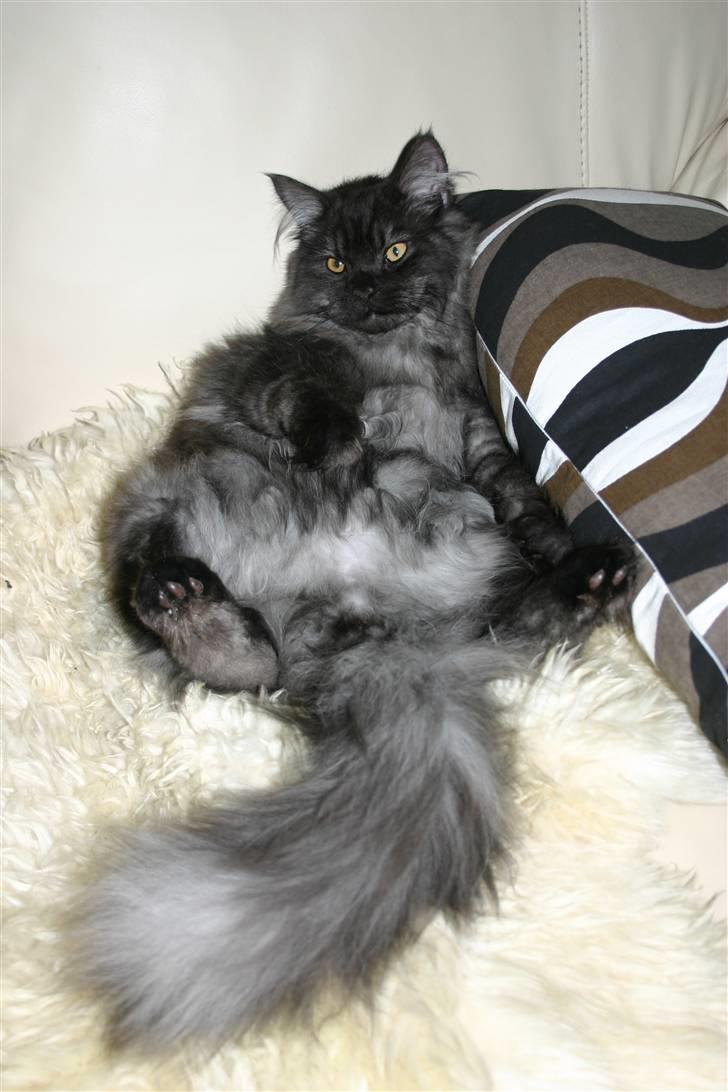 Blanding af racer Manze - Manze som han er bedst billede 10