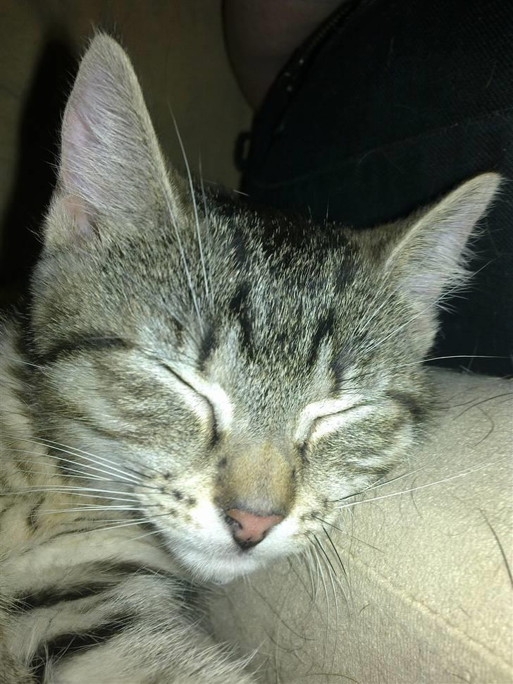 Huskat Charlie 'Solgt' - Charlie <3 billede 1