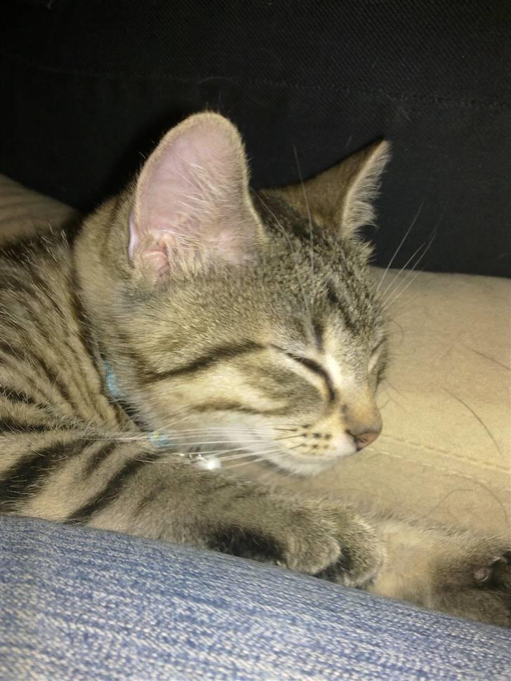 Huskat Charlie 'Solgt' - Charlie <3 billede 2