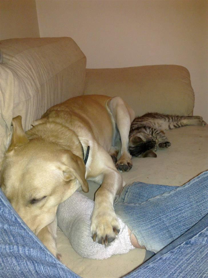 Huskat Charlie 'Solgt' - Buzz og Charlie <3 billede 3