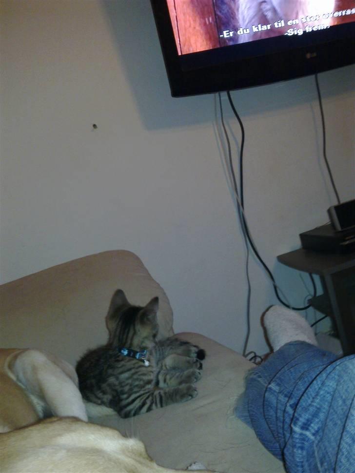 Huskat Charlie 'Solgt' - Charlie ser tv <3 hi hi billede 4