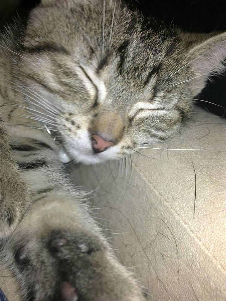 Huskat Charlie 'Solgt' - Charlie <3 Z z Z z Z billede 5