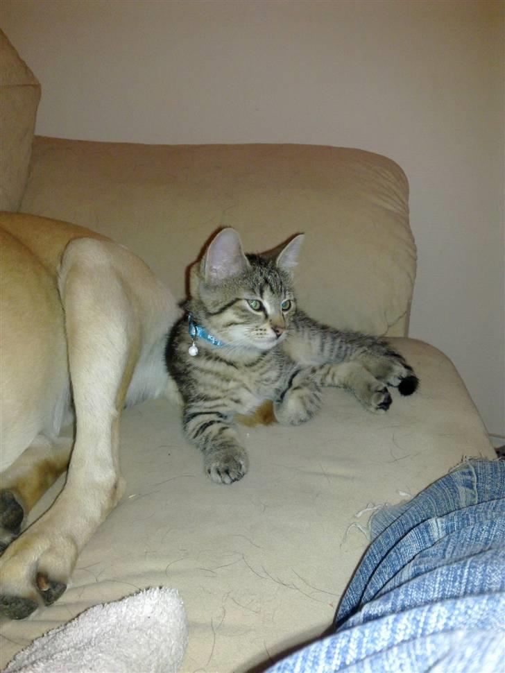 Huskat Charlie 'Solgt' - Charlie <3 Holder øje med ALT <3 billede 6