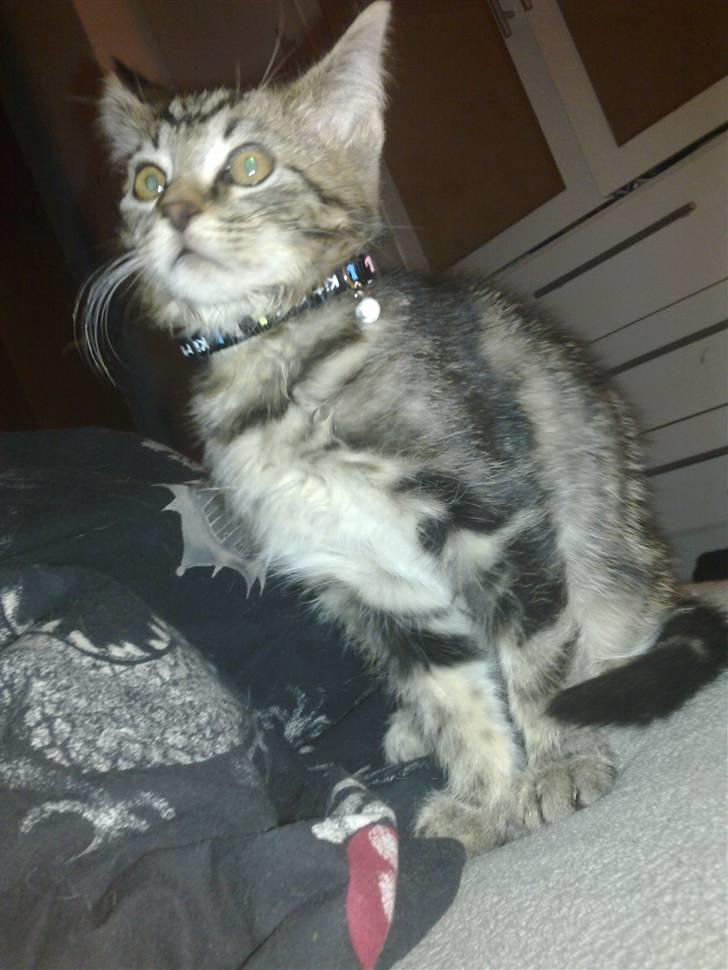 Blanding af racer Tyson - Tyson <3 billede 1