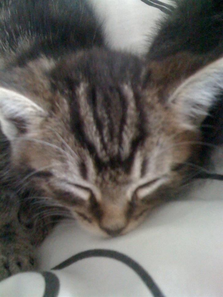 Blanding af racer Tyson - Tyson <3 billede 2