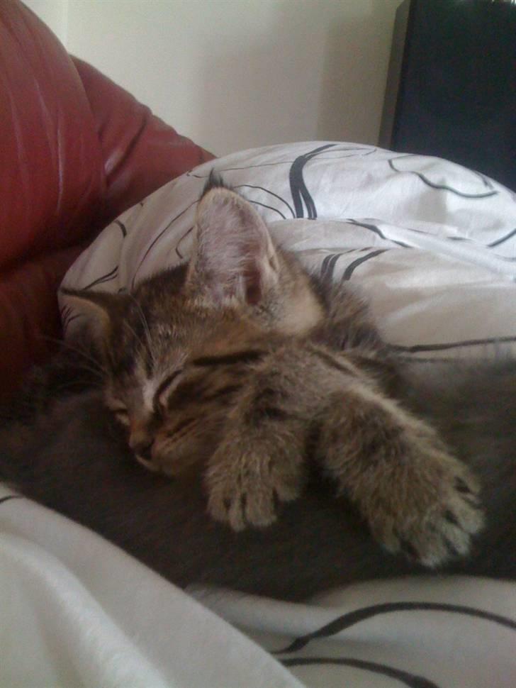 Blanding af racer Tyson - Tyson sover <3 billede 3