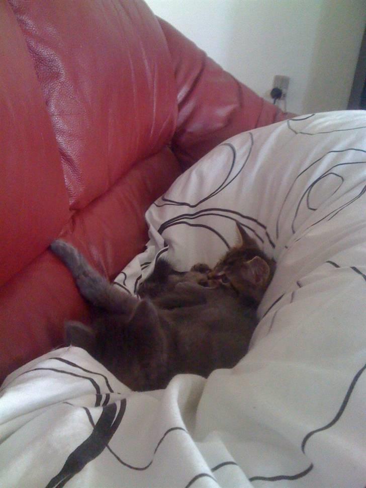 Blanding af racer Tyson - Tyson og hans bror sover <3 billede 4