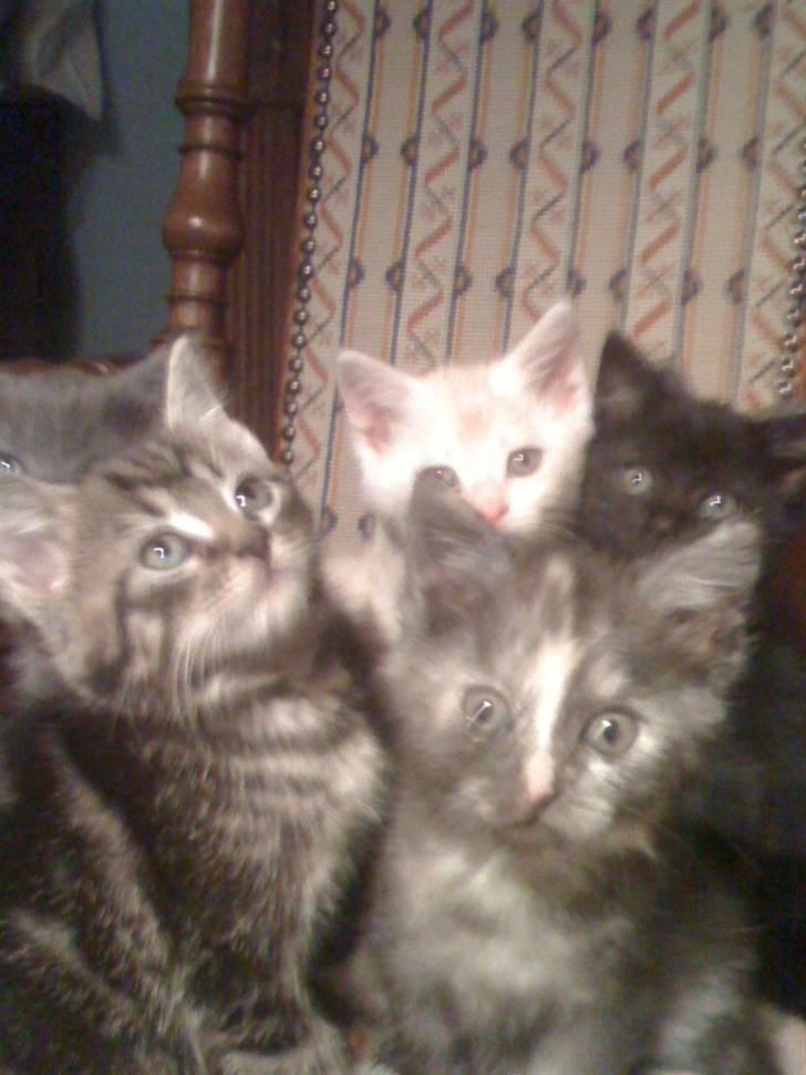 Blanding af racer Tyson - Det er Tyson til venstre i billedet også hans søskende <3 billede 5