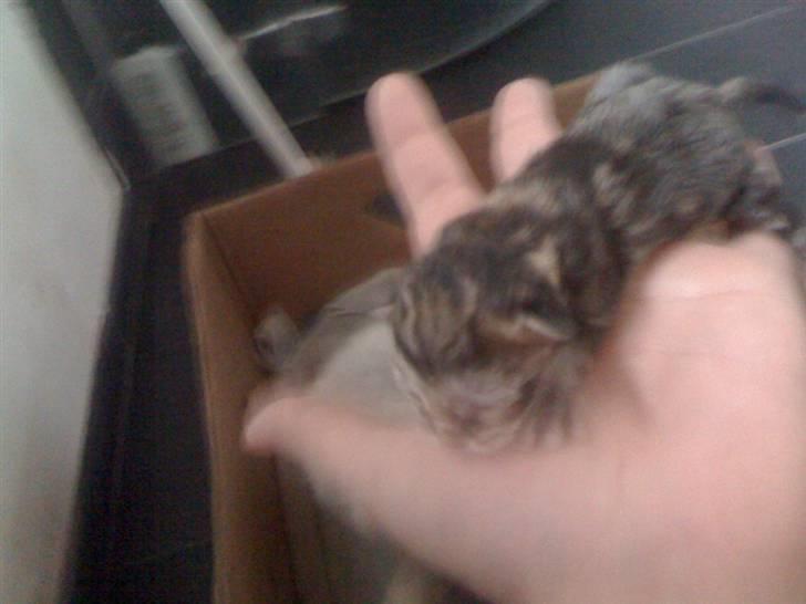 Blanding af racer Tyson - Tyson da han blev født <3 billede 6