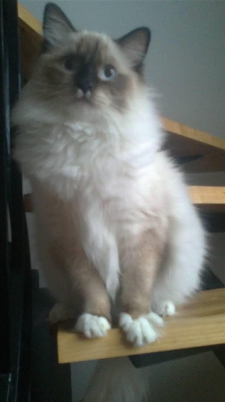 Ragdoll Paparazzi billede 1