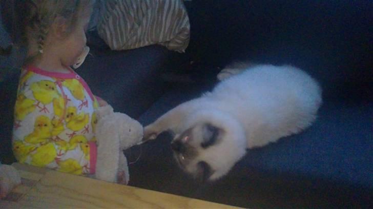 Ragdoll Paparazzi billede 2