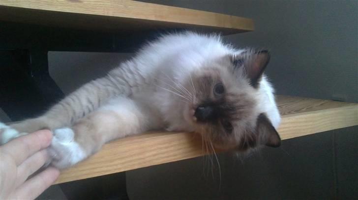 Ragdoll Paparazzi billede 3