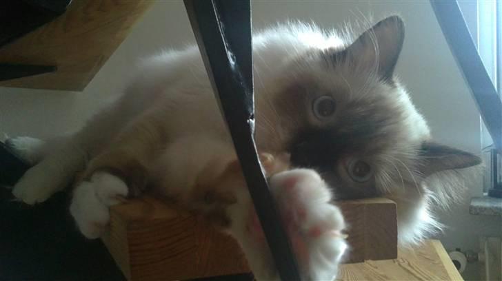 Ragdoll Paparazzi billede 4