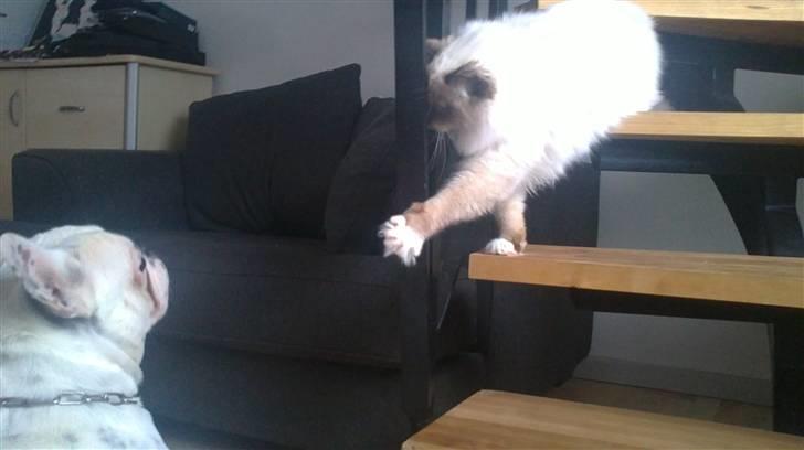 Ragdoll Paparazzi billede 5