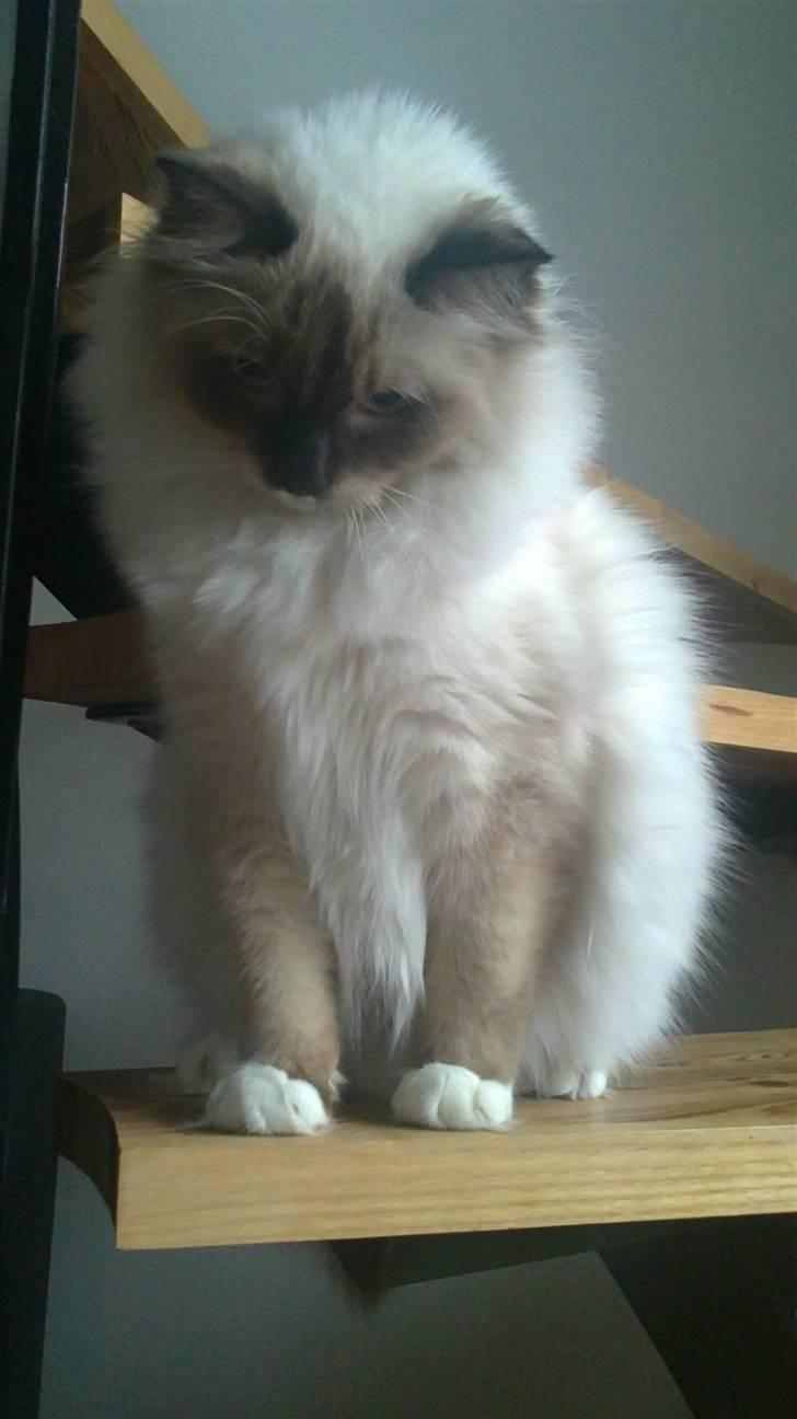 Ragdoll Paparazzi billede 6