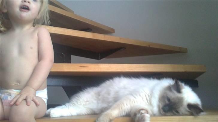 Ragdoll Paparazzi billede 7