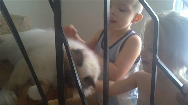 Ragdoll Paparazzi billede 8