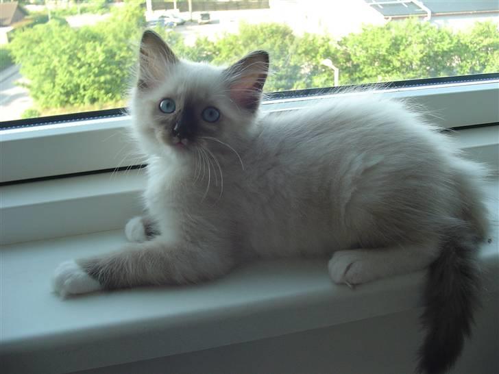 Ragdoll Paparazzi billede 9