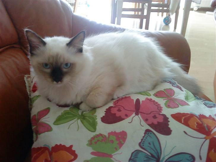 Ragdoll Paparazzi billede 10