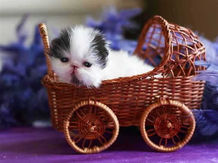 Perser deice von asserbo billede 1