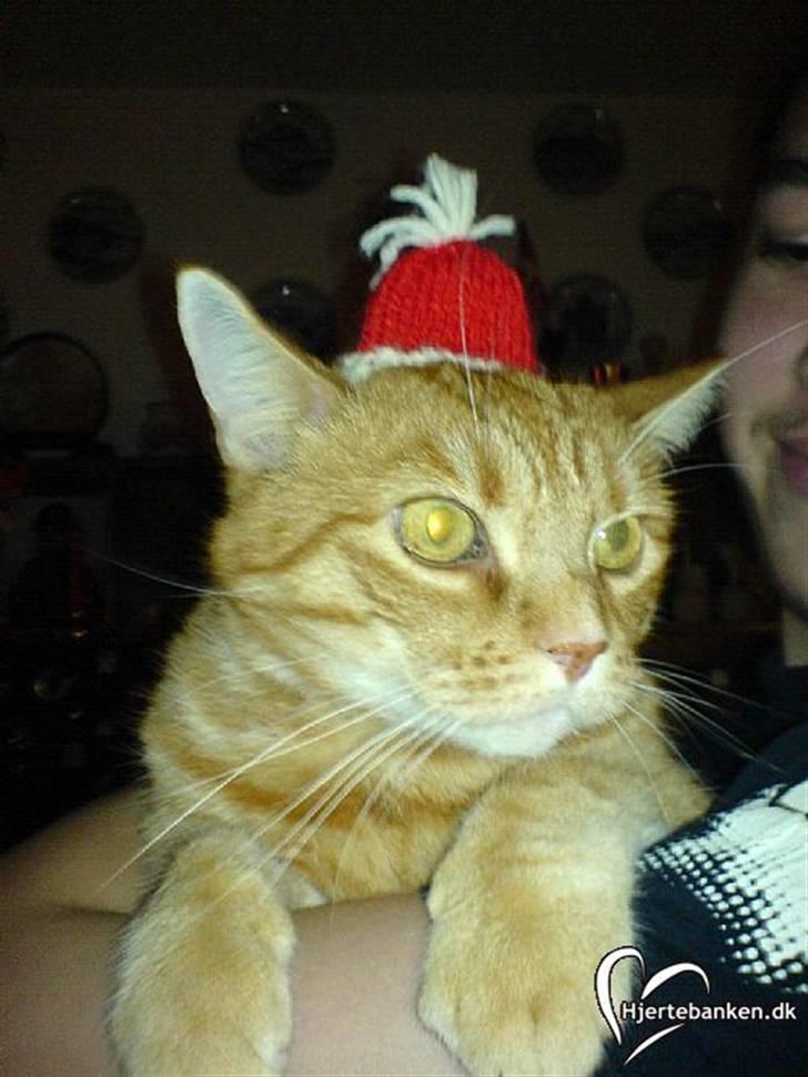 Huskat Mikkel billede 1