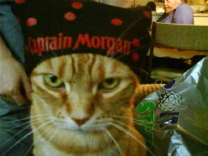 Huskat Mikkel billede 2