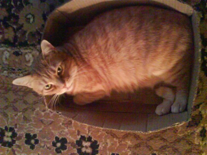 Huskat Mikkel billede 4